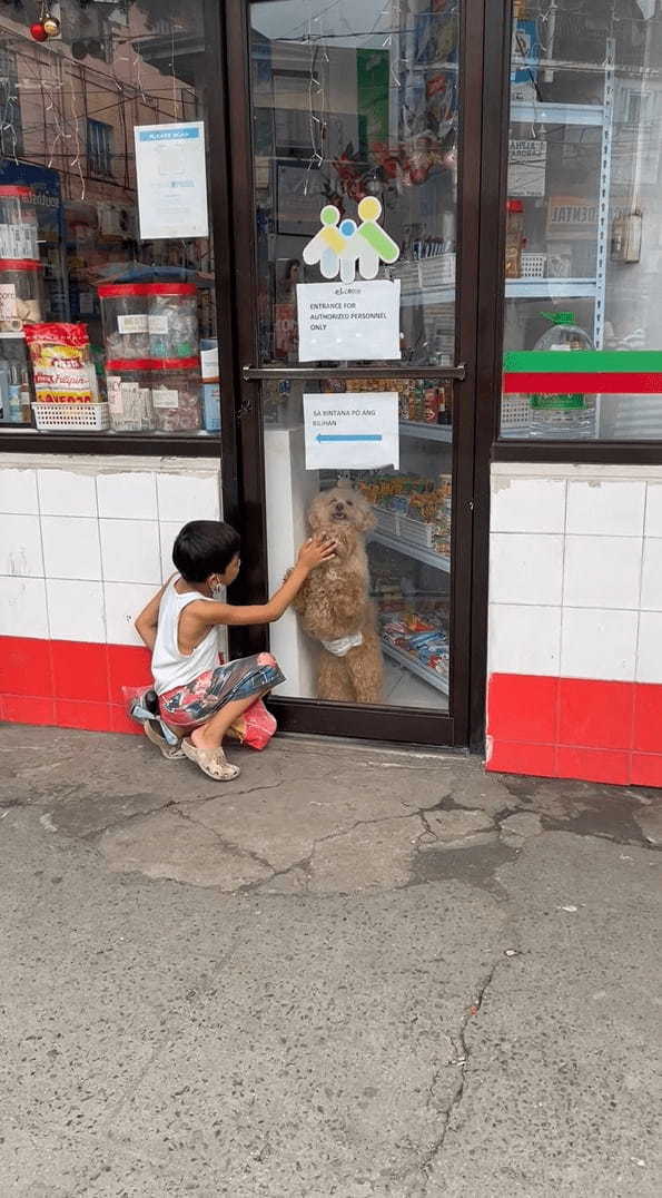 「一緒に遊ぼ！」店内からシーズーたちが窓をカキカキして、外にいる男の子に猛アピール！！【海外・動画】