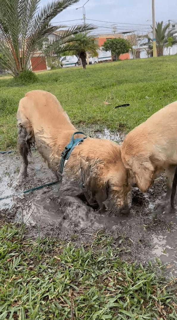 水たまりを見つけた子犬は大はしゃぎ！！泥の中に入ってバシャバシャ！水たまりをホリホリ！！そんな風に遊んでいた結果・・【海外・動画】