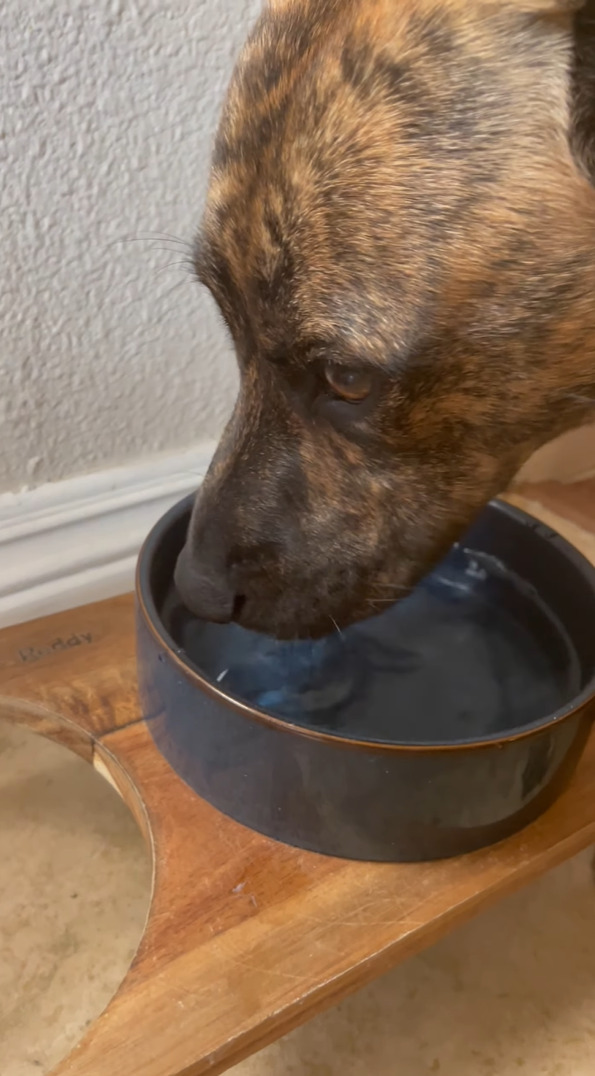 水をちゃんと飲めているのか気になります・・。このイタリアン・グレイハウンド、水の飲み方がちょっと激しすぎる！【アメリカ・動画】！