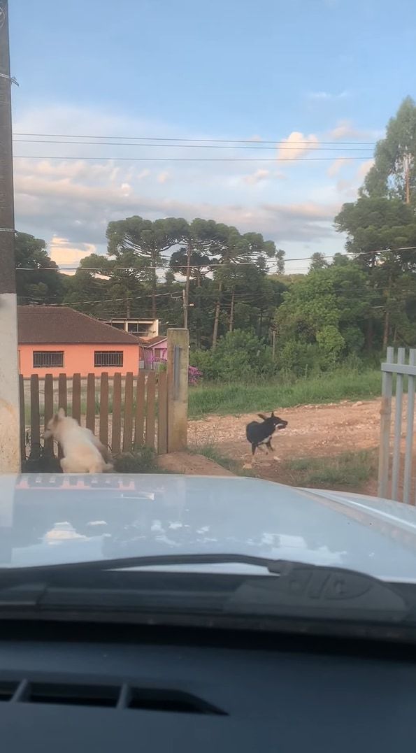 この子たち流のお見送り？飼い主さんが車を出す際にクルクル回る愛犬たち