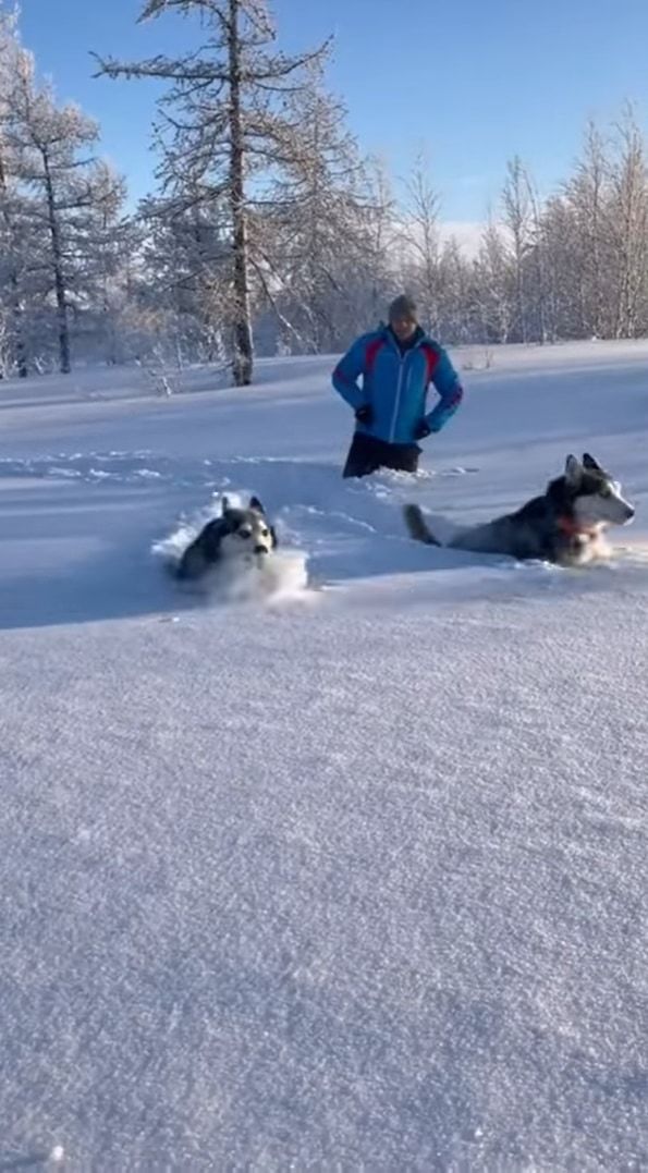 雪を堪能するハスキー犬たち