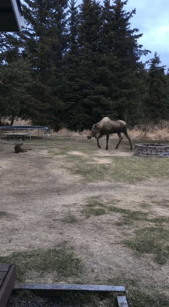 お母さんの顔を見るように、後ろ向きで進むヘラジカの赤ちゃん。元気に楽しそうに歩いていましたが、その細くて長い足が絡まってしまい・・・