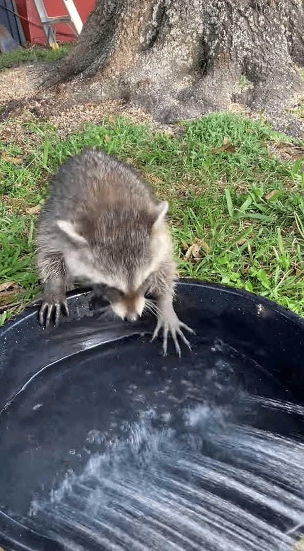 水遊びにやってきたアライグマ。シャワーが勢いよくながれる様子に最初はビックリしたようですが・・・、すぐに慣れたのか水遊びを堪能するのでした