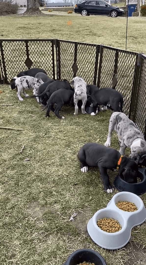 食事に夢中な11匹の子犬たちはで気付いていない？みんなでご飯に群がっていますが・・・