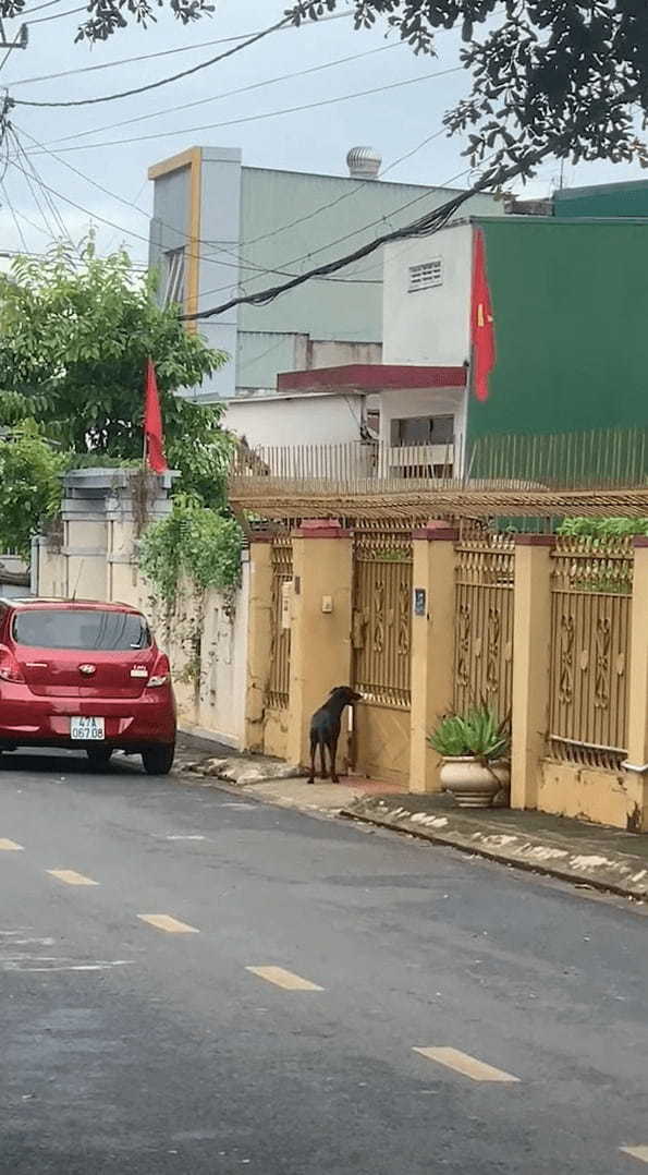「ただいま〜。帰ったよ〜」門の前にいる犬が、お家に入りたいので自分の帰宅を知らせるために驚きの行動をとっていました！！【海外・動画】