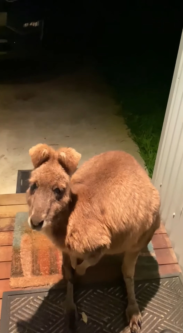 珍客の姿にビックリ！夜、誰か来たのかと玄関のドアを開けるとそこにいたのは・・、ある野生動物だったのです！！