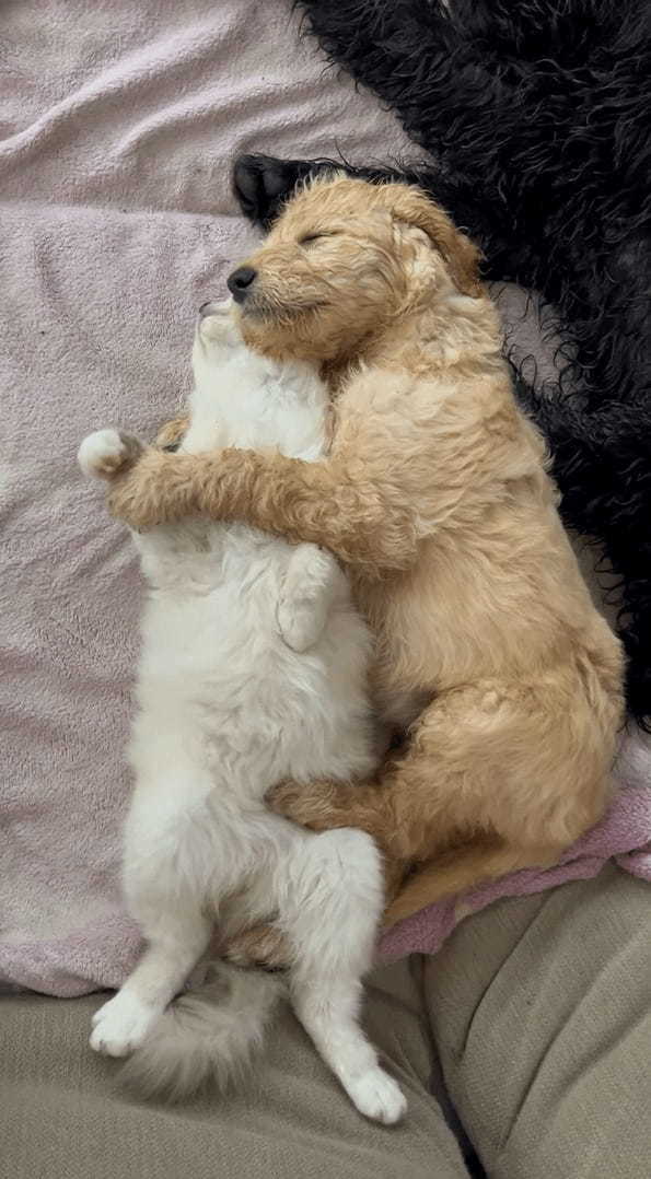 仲良しさんたちの寝顔に癒やされる！スヤスヤとねんねしている子犬が抱きまくらにしているのは、ぐっすり寝ている子猫です！！【海外・動画】