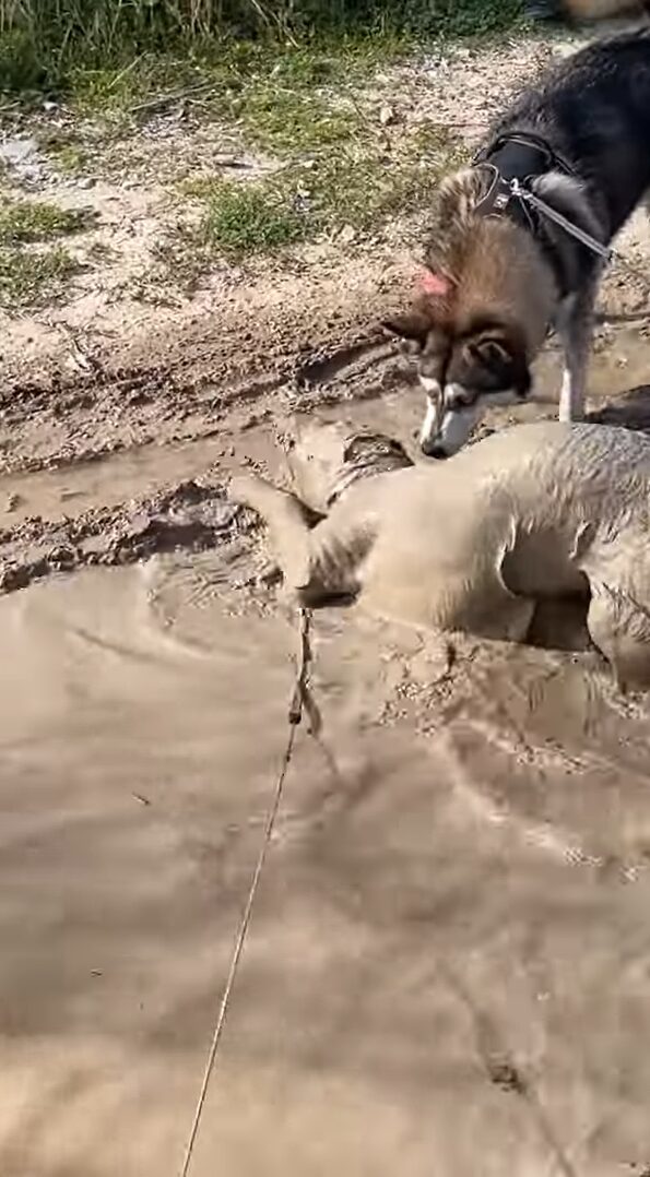 ここまで来るともう犬種も分からない！全身泥パックするように水遊びするのは・・ゴールデンレトリバー！？【海外・動画】