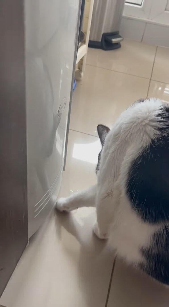 水を飲むのが上手すぎる猫。ウォーターサーバーから水を直飲み！？【海外・動画】