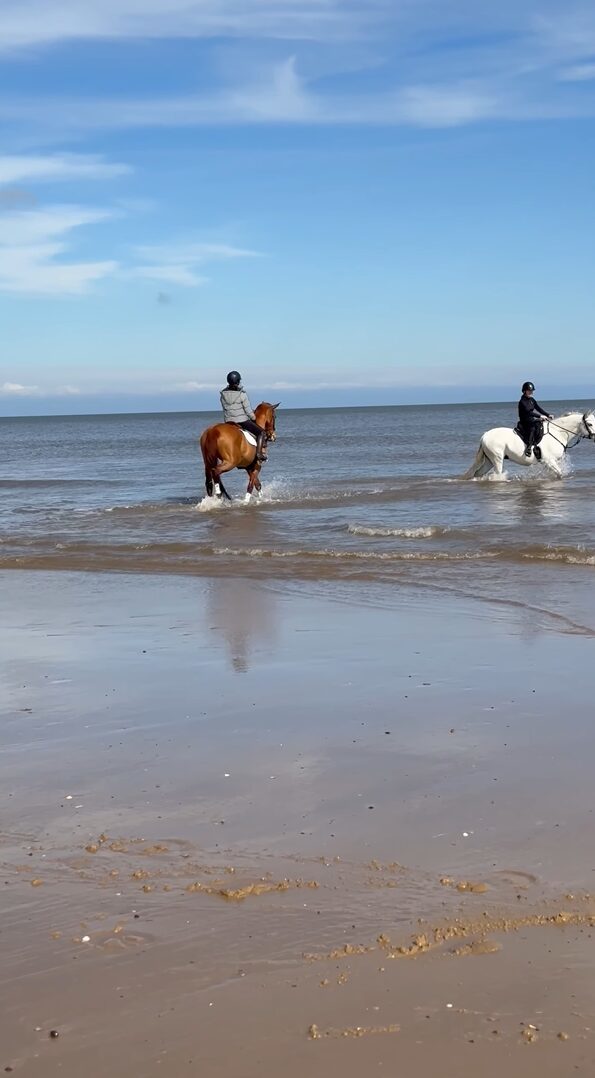 海に向かってバシャバシャ！ビーチを走る馬が迫る波の中を進む！駆け進む！！【海外・動画】