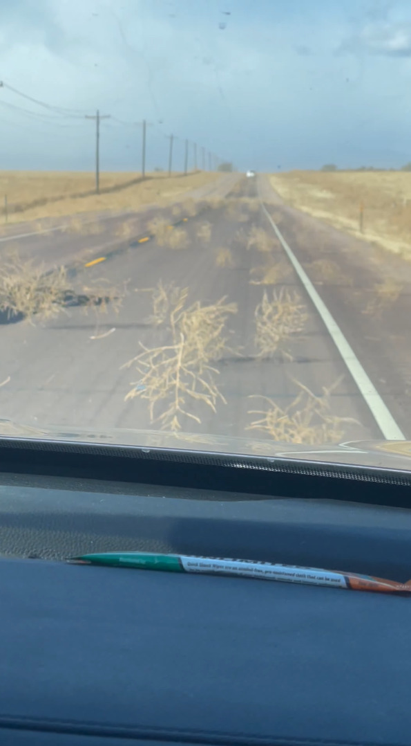 強い風に煽られるように道路に姿を見せる枯れ草。西部劇で見たような光景ですが、タンブルウィードと呼ばれる「ある特性」のある植物なんです！！