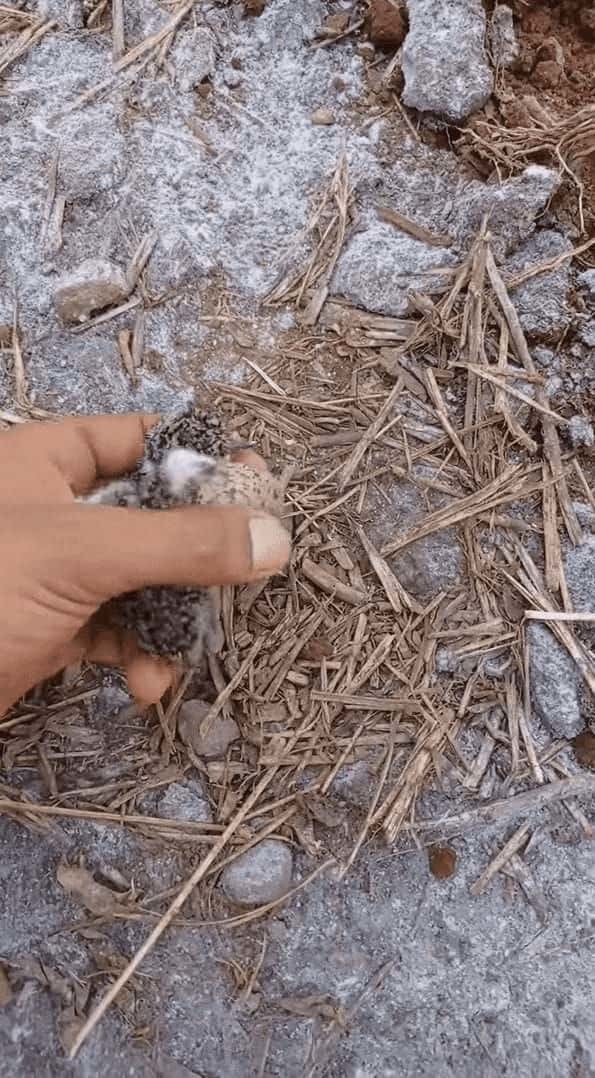 農場の整地をしていたらビックリ！なんと、地面には鳥の巣が！しかもそこには卵と孵化したばかりのヒナの姿しかなかったのです【海外・動画】