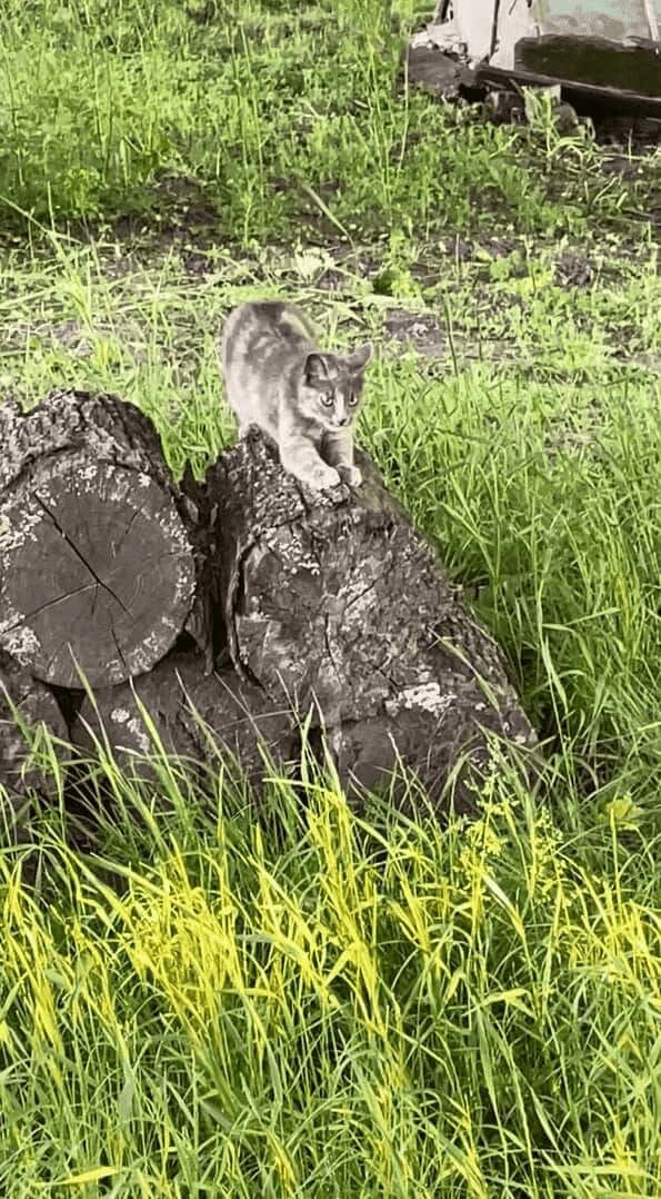 ネコが丸太をふみふみ！隣りの丸太にも1匹やって来てふみふみ！！