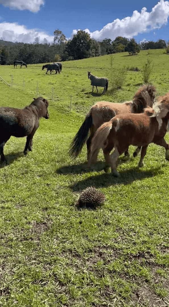 ミニチュアホース達は牧場に現れた珍客に夢中！飼い主さんが離れてと言っても聞く耳を立てません。その珍客の正体とは！？