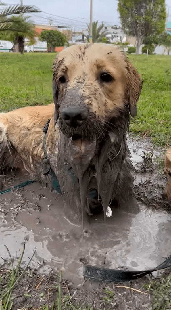 水たまりを見つけた子犬は大はしゃぎ！！泥の中に入ってバシャバシャ！水たまりをホリホリ！！そんな風に遊んでいた結果・・【海外・動画】