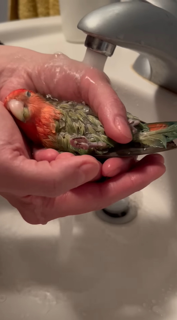 リゾートスパ気分？バスタイム中のインコは飼い主さんの手のひらをバスタブにして気持ちよさそうに！！