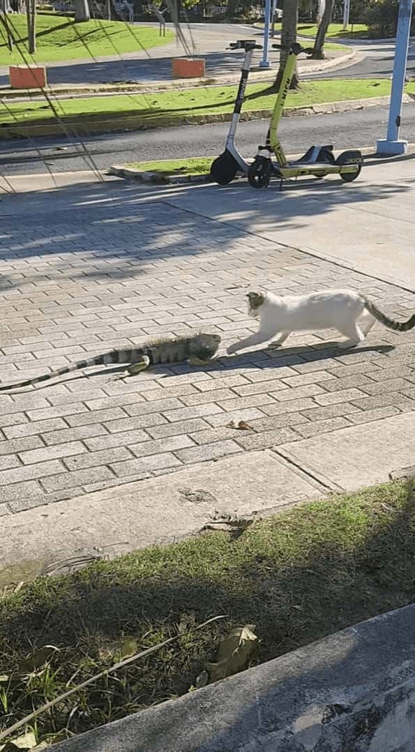 猫もビックリ！？足を止めて警戒した素振りを見せるその相手というのは・・【アメリカ・動画】