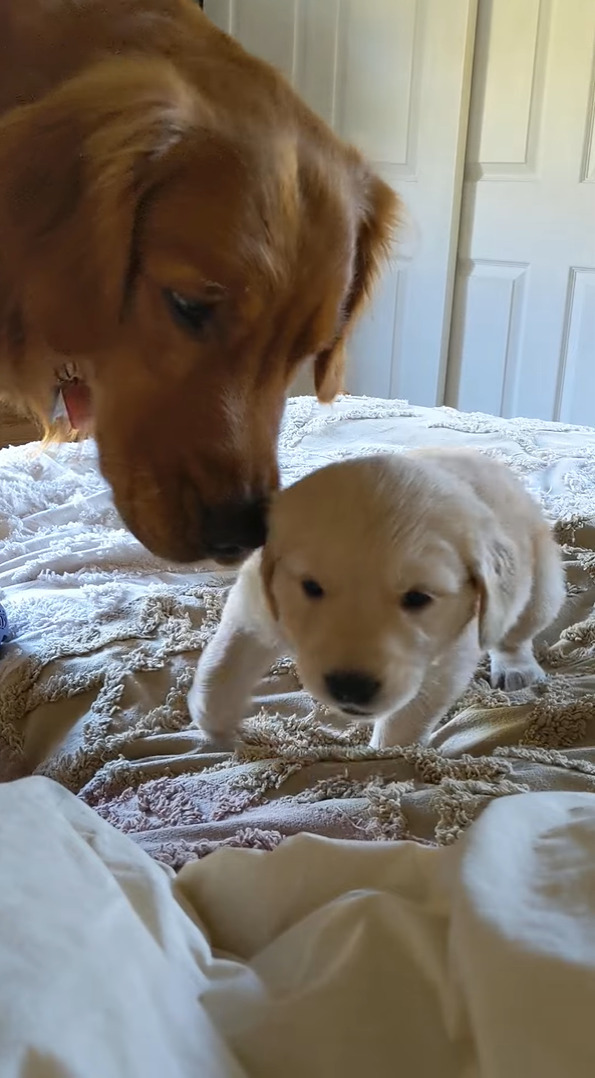 父娘の姿が尊い！ハチに刺された子犬を気遣うパパ。娘ちゃんもパパに甘えているようです