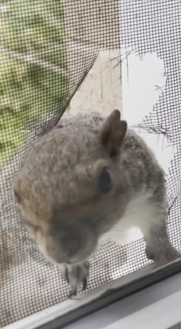 家の中から猫が見守る中、外で何かをガシガシとかじるリス。・・て、それはごはんじゃなくて網戸ですよ！！【アメリカ・動画】