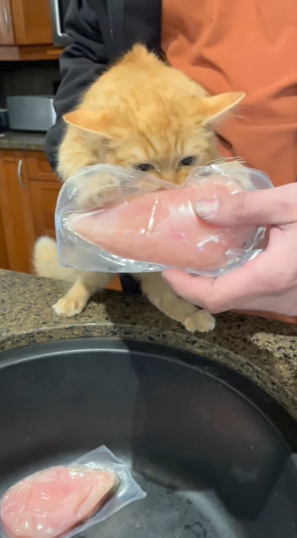 食いしん坊な子猫。今日のターゲットは・・料理前の鶏肉！パックごと「かぷっ」とかぶりついています【海外・動画】