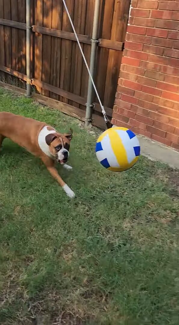 楽しいボール遊び！ボクサー犬はボールのつながったポールの周りを何度もグルグル！！【アメリカ・動画】