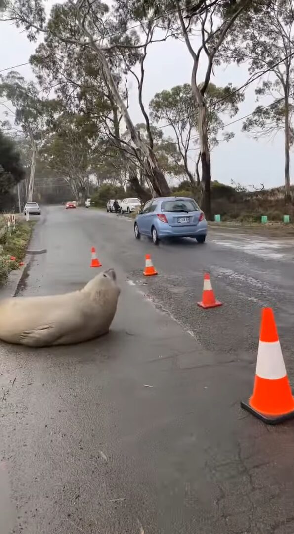 道路が一部閉鎖中！落石があったのかと思いきや・・岩ではなくアザラシだ！！【海外・動画】