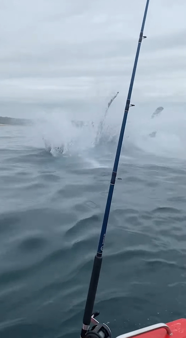 船釣りを楽しんでいたら、そのすぐ後ろでなんとクジラがジャンプ！船のそばには他のクジラも接近していました！！【海外・動画】