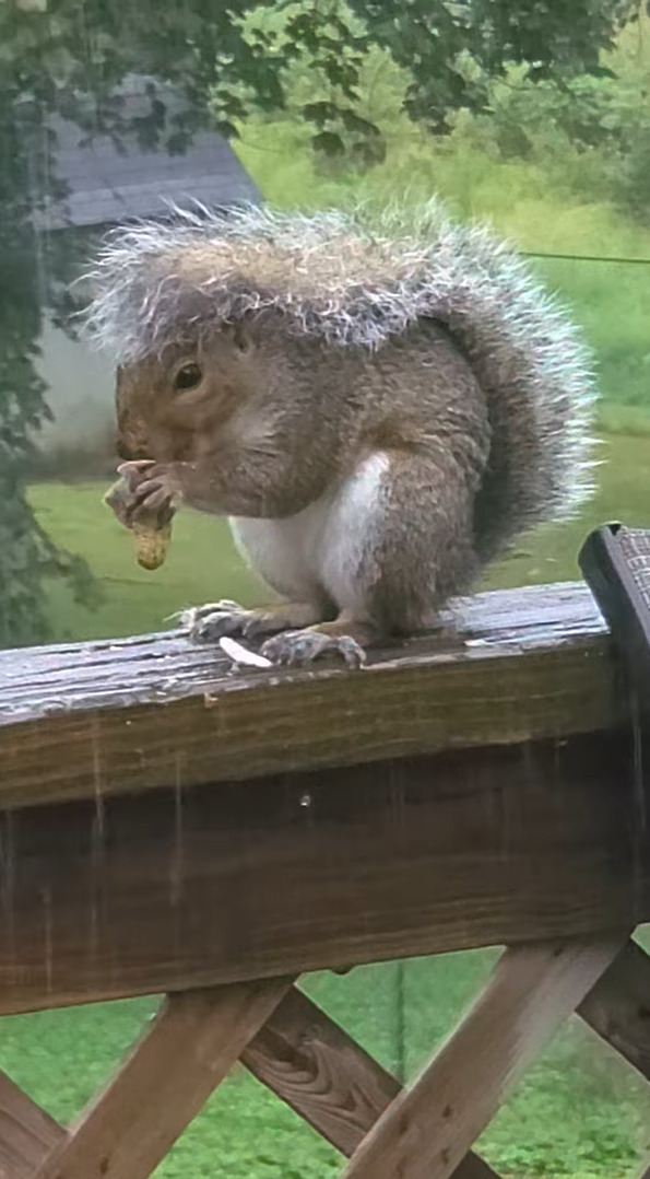 雨が降る中、外でピーナッツを夢中で食べるリス。実はこの子には、自慢の雨具があるんです！！【アメリカ・動画】