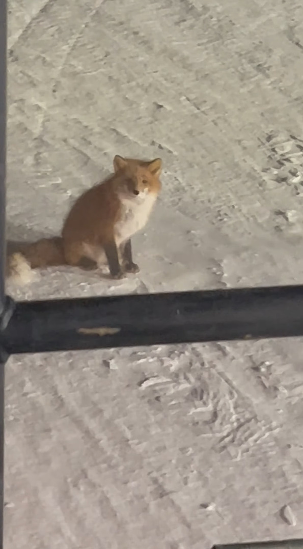 除雪作業しているところに現れたキツネ。吹雪いている中でこのキツネはのんびりくつろいでる？！【アメリカ・動画】