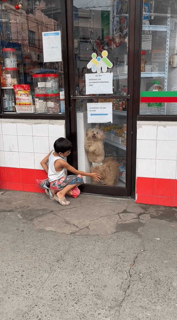 「一緒に遊ぼ！」店内からシーズーたちが窓をカキカキして、外にいる男の子に猛アピール！！【海外・動画】