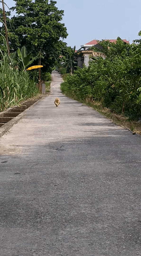 一直線に駆けてくる猫。撮影者さんの懐にダイブしてくれる勢いでしたが、萎えて足を止めるほどの横やりを入れられてしまいました・・