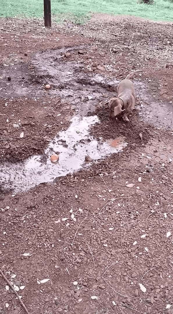 水路を夢中になって作る愛犬。洗車で流れ出た水を前にホリホリが止まらない！【海外・動画】