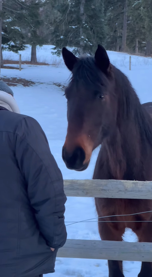 牧場にいる馬が動きを真似っこしてくると気が付いた撮影者さんたち。そこで体を大きくかしげてみたら・・【アメリカ・動画】