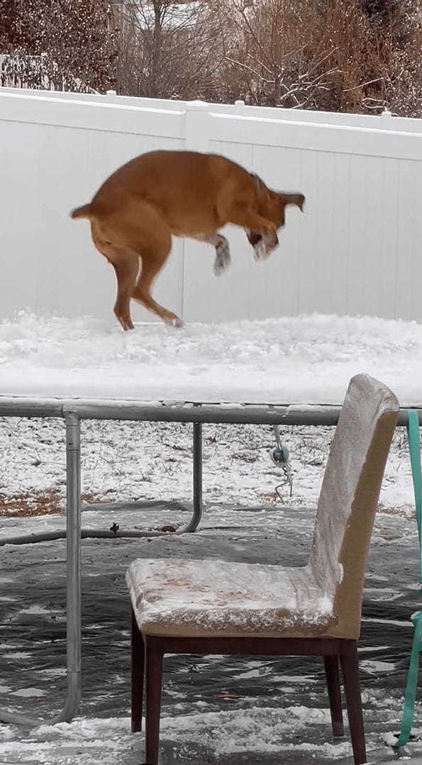 これはこれで新鮮で楽しい？子犬は雪の積もったトランポリンで跳ねて遊んでいます【アメリカ・動画】