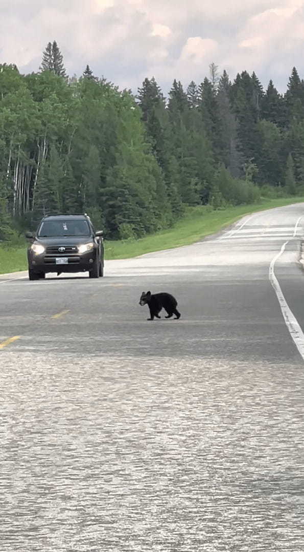 クマの親子が道路を行ったり来たり。子グマが道路を渡ったと思ったら、引き返して茂みの中へ。この行動にはある理由が！！【海外・動画】