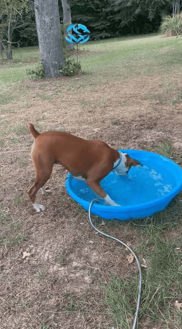 プールに水を貯めるホースが気になる犬。プールを右に左に移動するその姿を前に、じっとしていられない！！【アメリカ・動画】