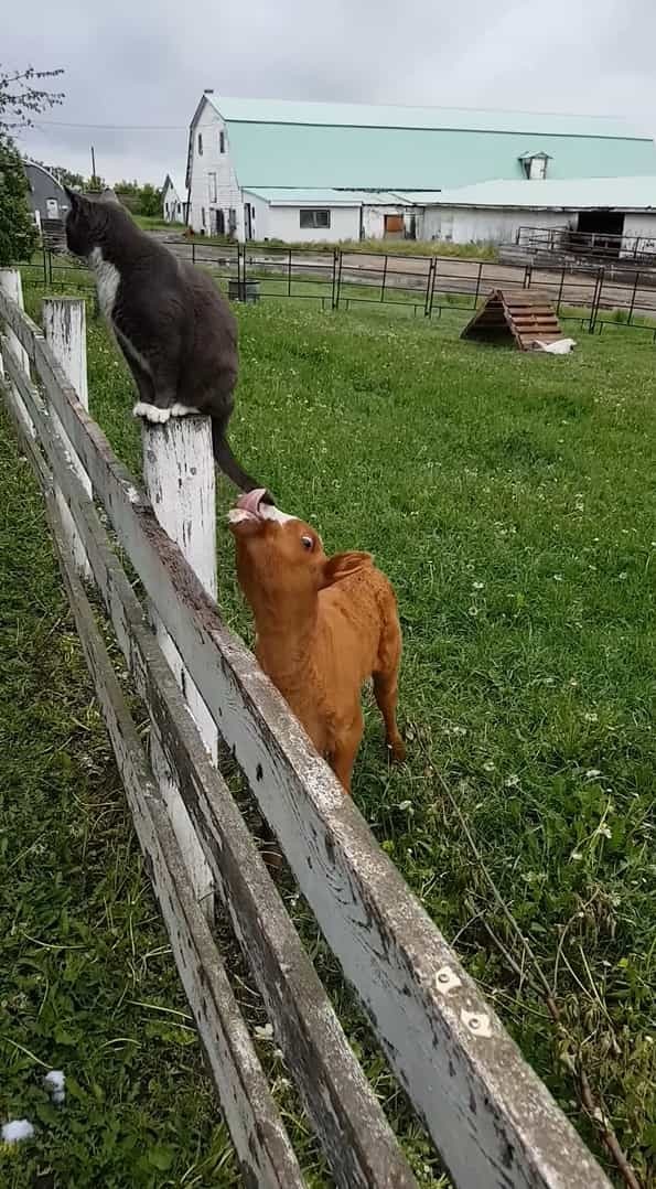 生まれたばかりの子牛は柵に腰掛ける猫の・・シッポが気になるみたい。じっと見つめていたと思ったらビックリする行動に出ました！【海外・動画】