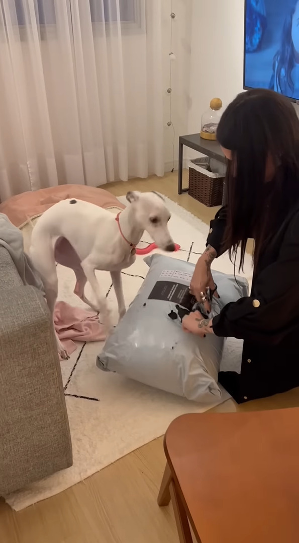 子犬はベッドをプレゼントしてもらい大喜び！興奮しながら袋を開けると、勢いよくダイブ！！【海外・動画】