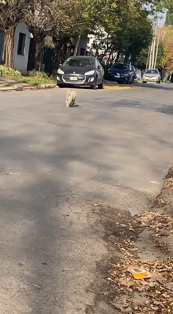 るんたった、るんたった～とスキップして進むイヌ。何かいいことでもあったのかな？