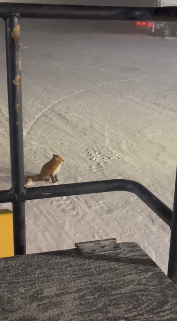 除雪作業しているところに現れたキツネ。吹雪いている中でこのキツネはのんびりくつろいでる？！【アメリカ・動画】