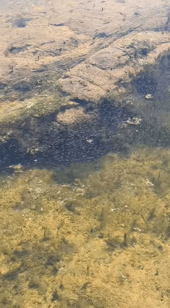 メダカの学校は川の中。アリゾナ州のオオグチバスの学校はウィロー湖の中！とはいえ、その稚魚の数がハンパありません！！