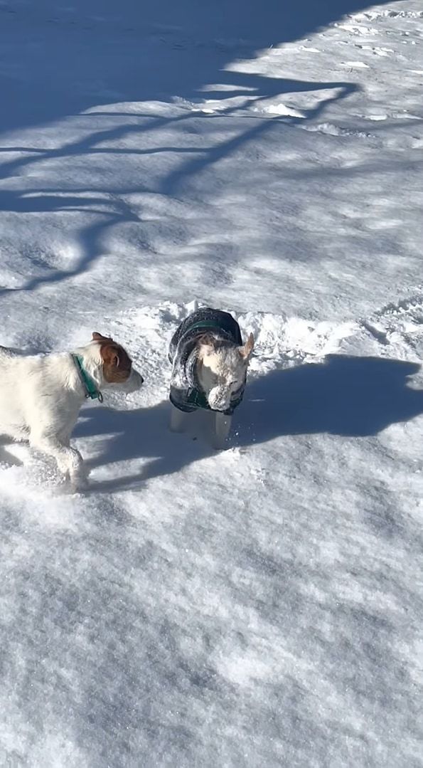 飼い主さんの元へ向かおうと雪の上を走っていたジャックラッセルテリア。ところが雪に浮かれた子犬にとんでもない方法で邪魔されてしまいました！