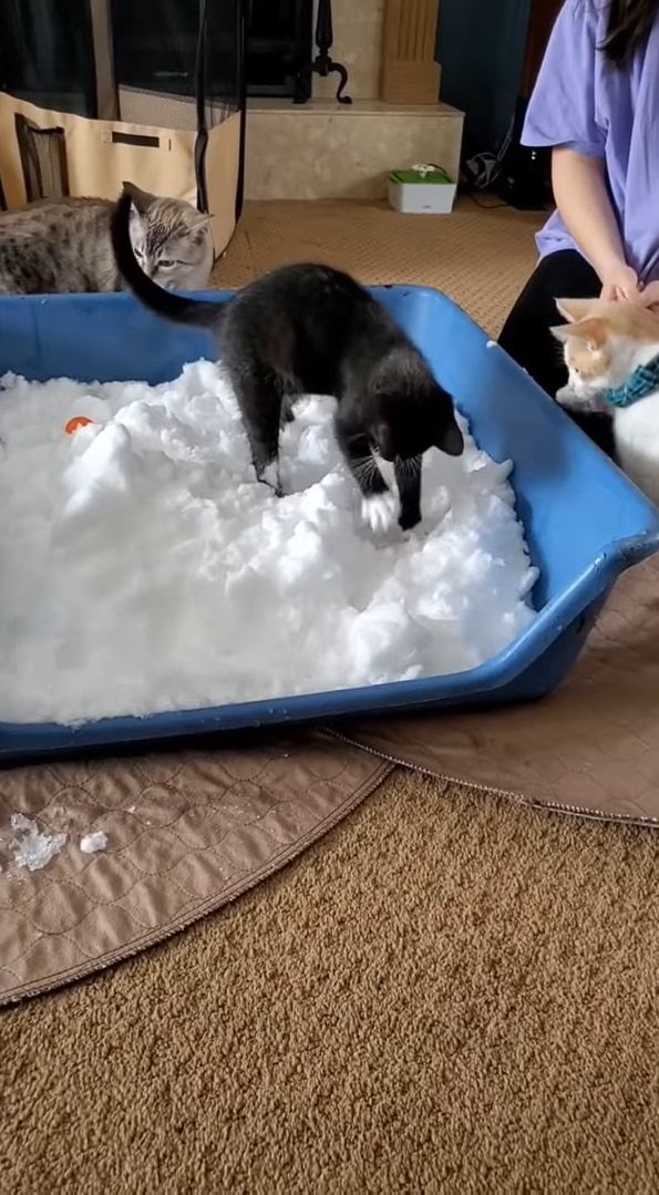 室内飼いをしている猫たちのために雪を運び込んでみたら・・・、みんな思い思いに堪能していました！！