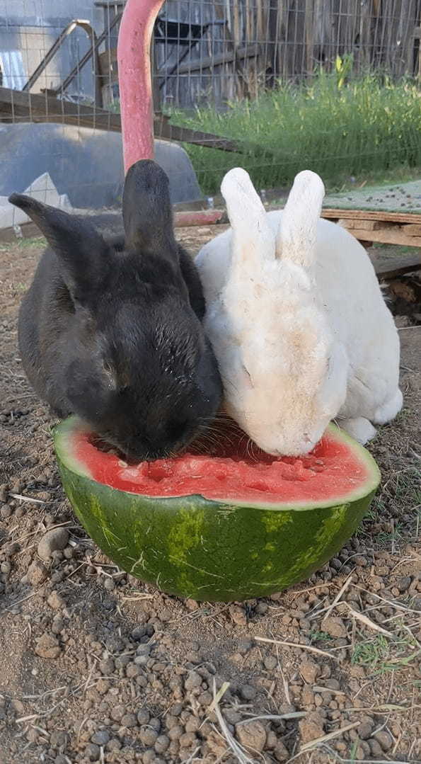 シャクシャクと食べるのが止まりません！口の周りを真っ赤にしてスイカを熱心に食べ続けるウサギたち【アメリカ・動画】