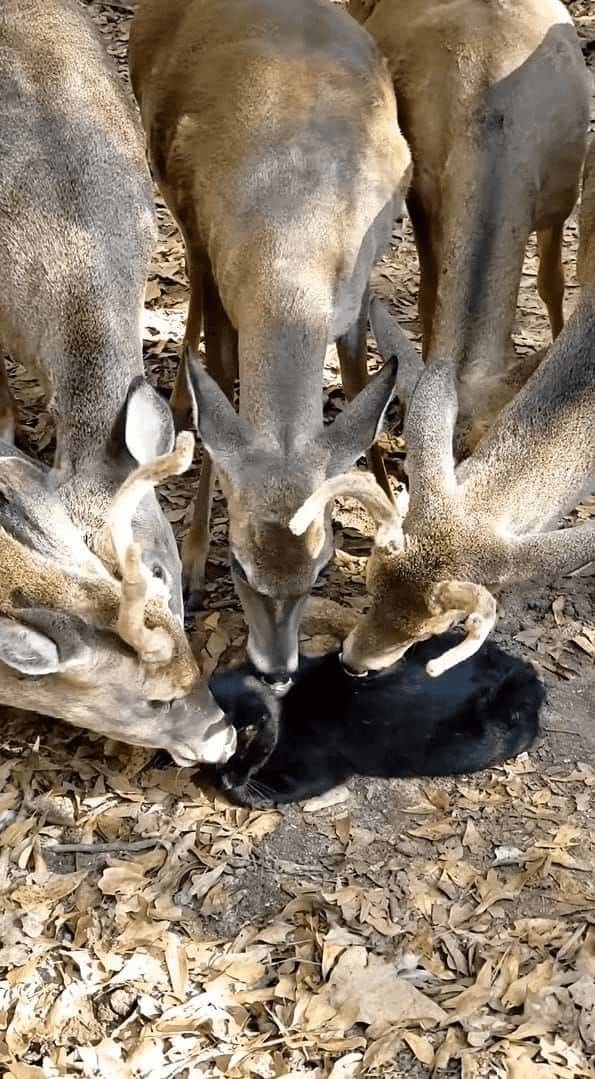 猫に群がる鹿たち。一体何をするつもりかと思いきや・・・、鹿がみんなで猫をペロペロ。猫も特に嫌がる様子もなく、されるがままになっていました