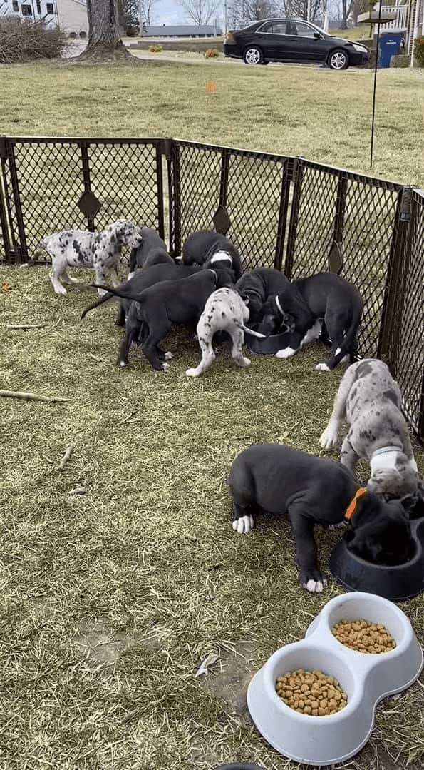 食事に夢中な11匹の子犬たちはで気付いていない？みんなでご飯に群がっていますが・・・