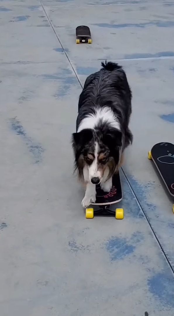 スゴ技を持つスケートボーダーの犬。なんと、スケートボードからスケートボードへ次々乗り換えて行きます！