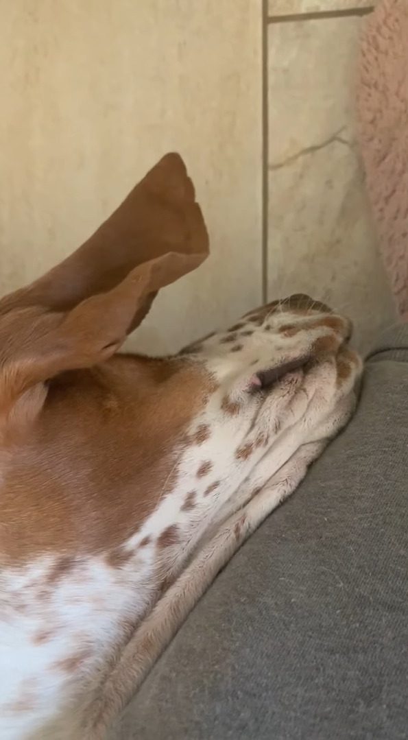 飼い主さんの膝枕でお昼寝中の犬。ところが、滑ってしまい頭が膝枕から落ちてしまい・・・、これは流石に目覚めるかと思われましたが・・・