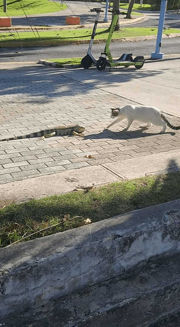 猫もビックリ！？足を止めて警戒した素振りを見せるその相手というのは・・【アメリカ・動画】