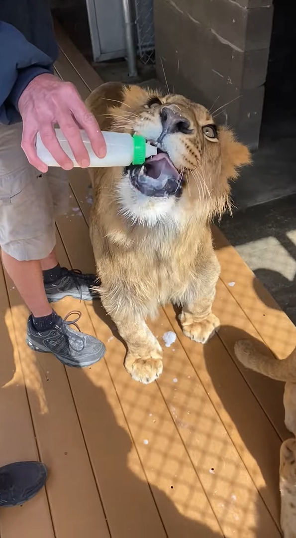 ミルクをごくごく飲むライオンの子供。体は大きくなってきていてもまだまだ赤ちゃんみたい！！